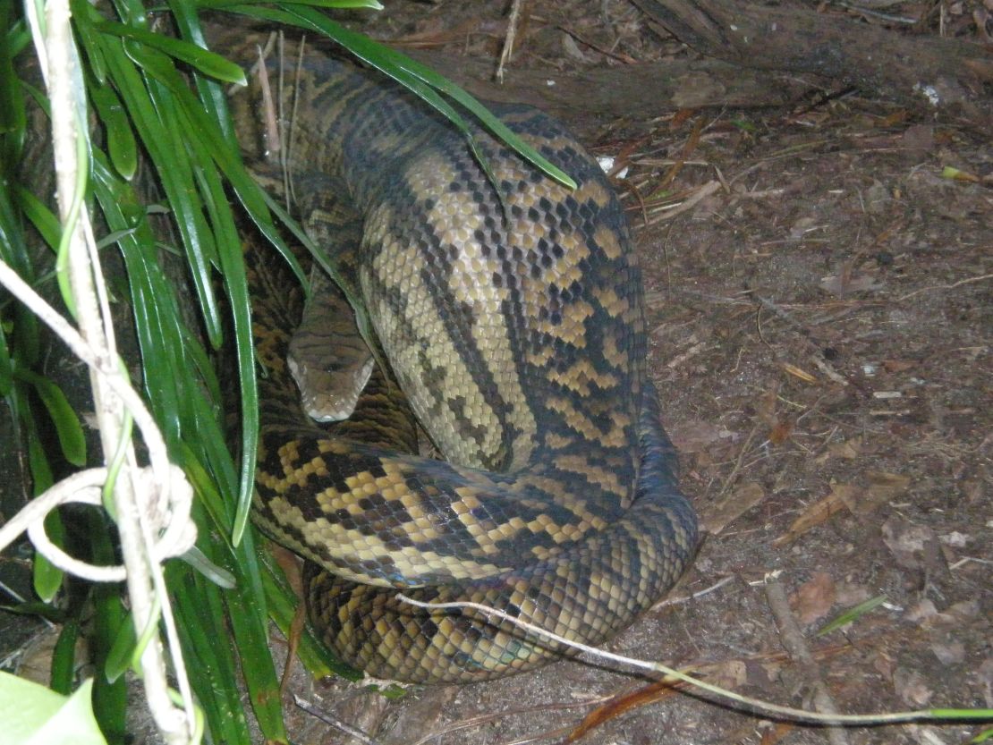 An enormous python was recently spotted at the course.