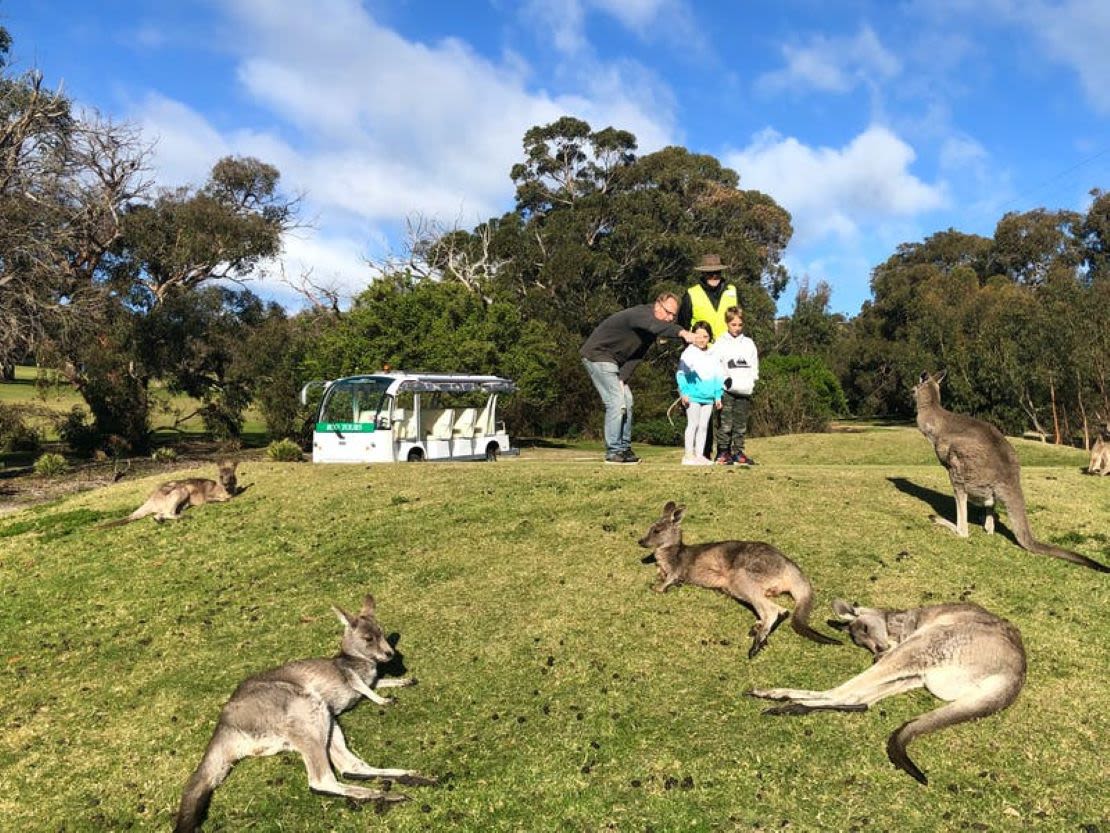 Anglesea has been running kangaroo tours since 2015.