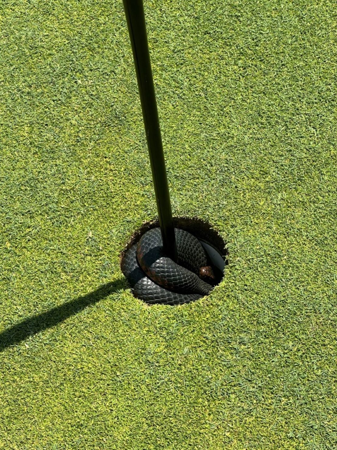 The red-bellied black snake found a cozy spot in the cup.