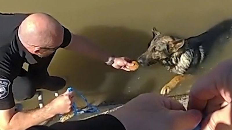 NextImg:'Muffin man': Cop earns new nickname after finding dog in trouble | CNN