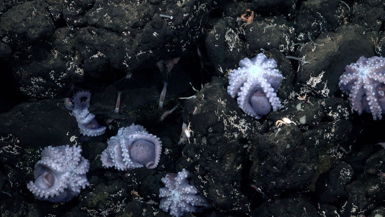 The expedition located a second site of low temperature (7oC) hydrothermal venting with brooding octopus on an unnamed outcrop that was explored for the very first time on this expedition. This is only the world's third-known deep-sea octopus nursery, and the second site found in Costa Rica.