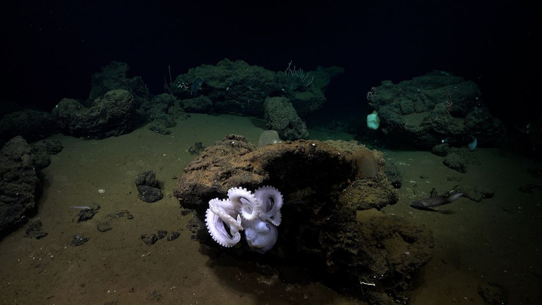 This unidentified octopus is thought to be a new species (verification pending) and was seen at a depth of 3004 meters on an unnamed outcrop southwest of Fuente Seamount in Costa Rican waters as the research team was exploring the area for the first time.