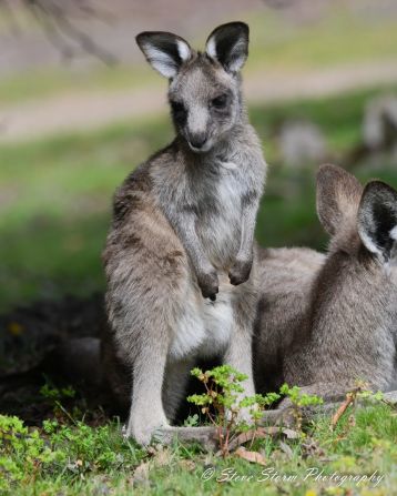 That applies even to the joeys (young kangaroos), who are first born the size of a peanut before they clamber up their mother's fur and into her pouch, where they slowly develop over a roughly nine-month stay. "When they're born the first thing they see, when they put their little faces out through the pouch, is golfers," Anglesea club board member Marg Lacey tells CNN. "The little babies grow up with golf and they know nothing else except that these people walk past all day and they're not going to bother us."