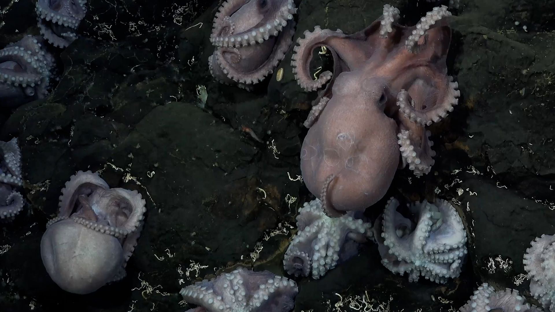 real octopus in ocean