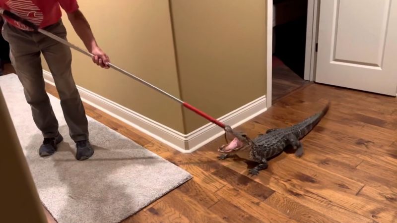 Video: See the creative way an alligator got into a family’s home | CNN