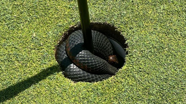 A red-bellied black snake was found tucked inside the second hole at The Coast Golf Club in Sydney, Australia on January 27, 2023.