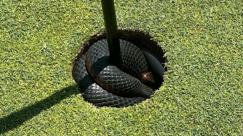 A venomous red-bellied black snake was found tucked inside the second hole at The Coast Golf Club in Sydney, Australia in January 2023.