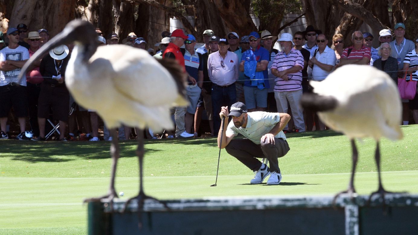 Two ibis birds look on as Australian Geoff Ogilvy lines up a putt during the 2017 Australian Open in Sydney.