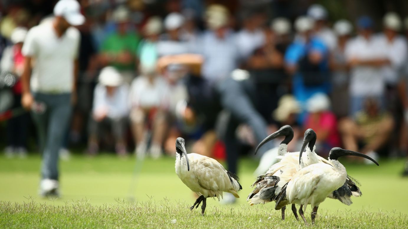 The Australian white ibis (pictured at the 2014 Australian Open), also known as the bin chicken, enjoys a diet of crayfish and mussels.
