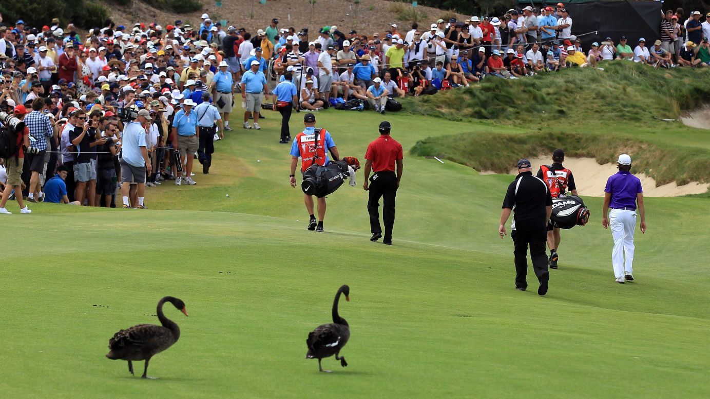 Tiger Woods and his Australian playing partner Aaron Baddeley are pursued by black swans at the 2011 Australian Open in Sydney.