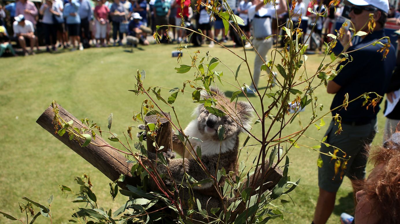 Koalas, another of Australia's iconic marsupials, spend most of their time sleeping and feeding in eucalyptus trees. Occasionally though, they venture down to watch some golf, like this one at the ISPS Handa Vic Open in Geelong, 2020.