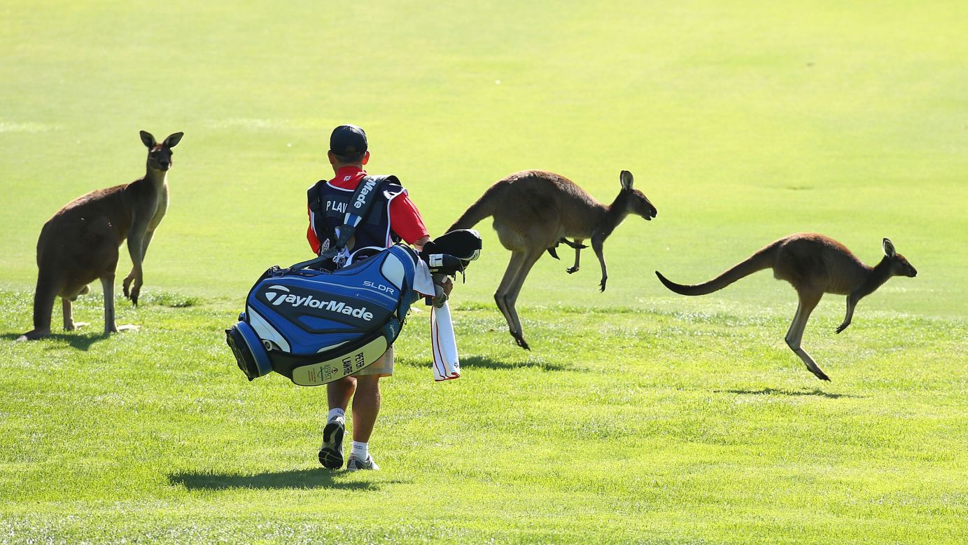 Australian golfers quickly grow accustomed to sharing the fairways with a range of wildlife. Among the most common, the country's iconic animal, the kangaroo (pictured at Lake Karrinyup Country Club in Perth, 2013). <strong>Scroll through the gallery to see more.</strong>