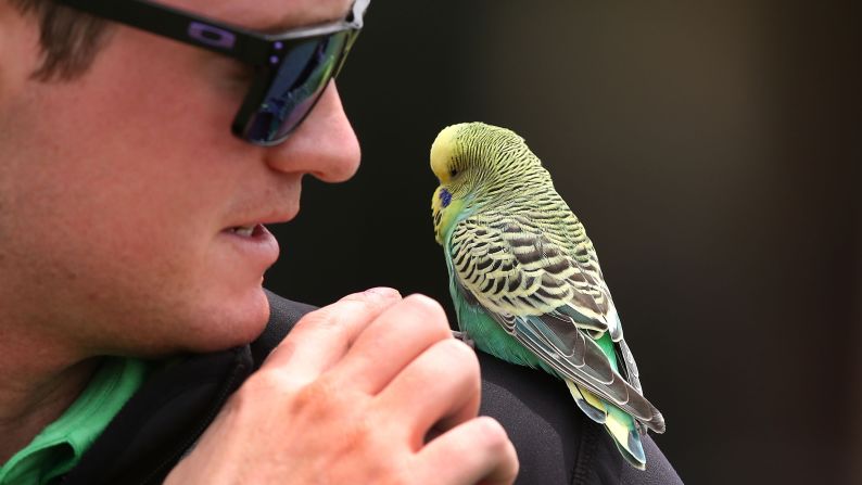 An official greets a budgie at the 2014 Australian Masters in Melbourne.