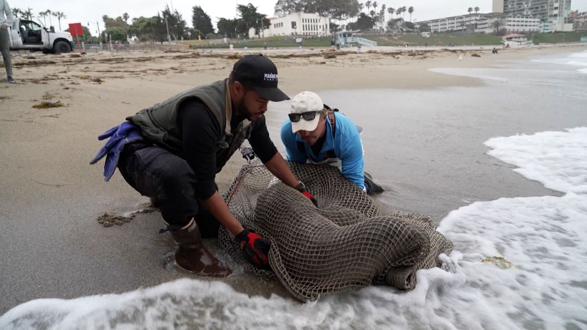 Sea lion strandings on San Diego beaches reach record numbers