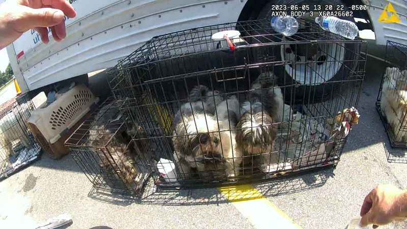 Watch police rescue 36 dogs from locked U-Haul in soaring temperatures | CNN