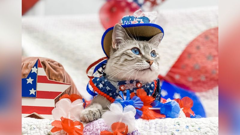 NextImg:Cecily the cat has a lifelong disability. It hasn't stopped her from spreading positivity online through fashionable outfits | CNN