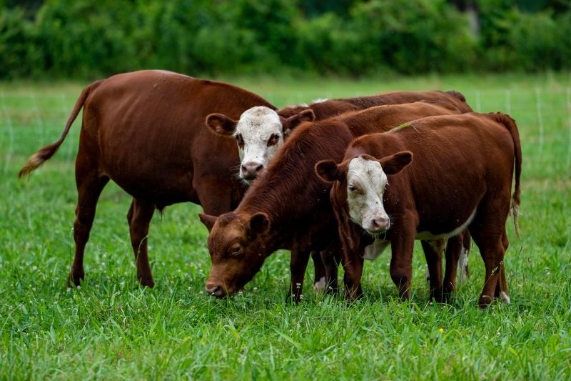 Cattle outlet