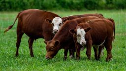 Cows graze in Jasper, Tennessee.