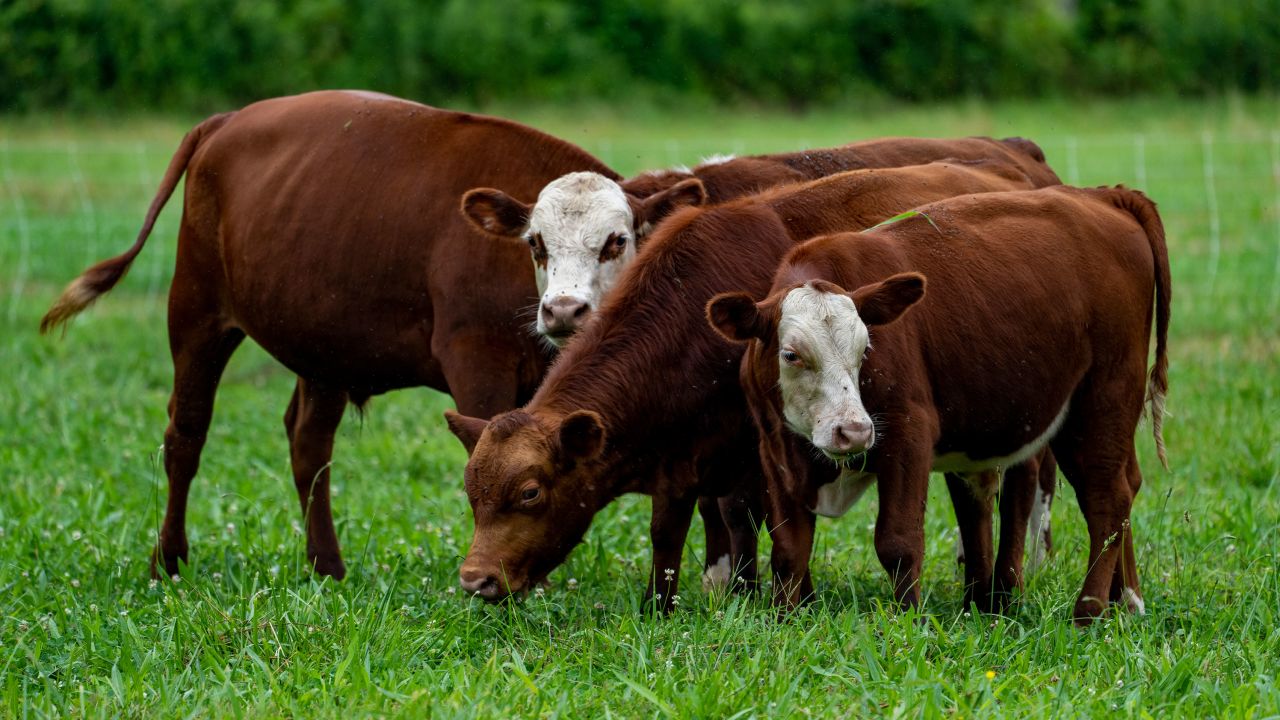 Cows graze in a field in Jasper, Tennessee.
