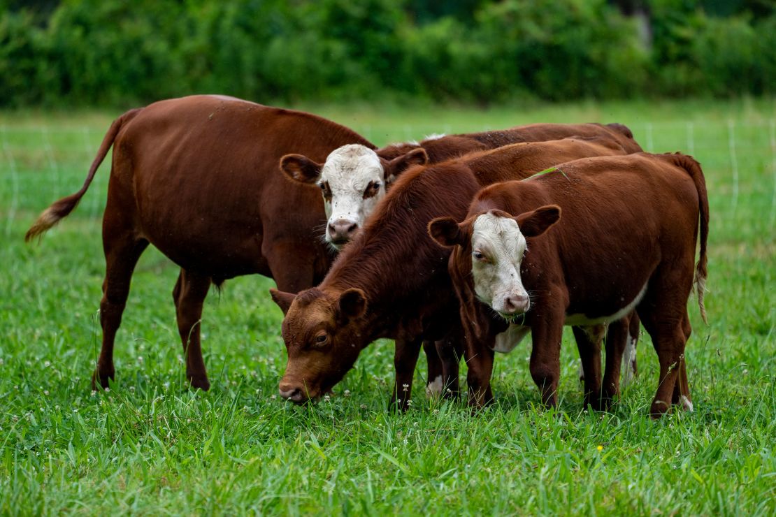 Cows graze in a field in Jasper, Tennessee.