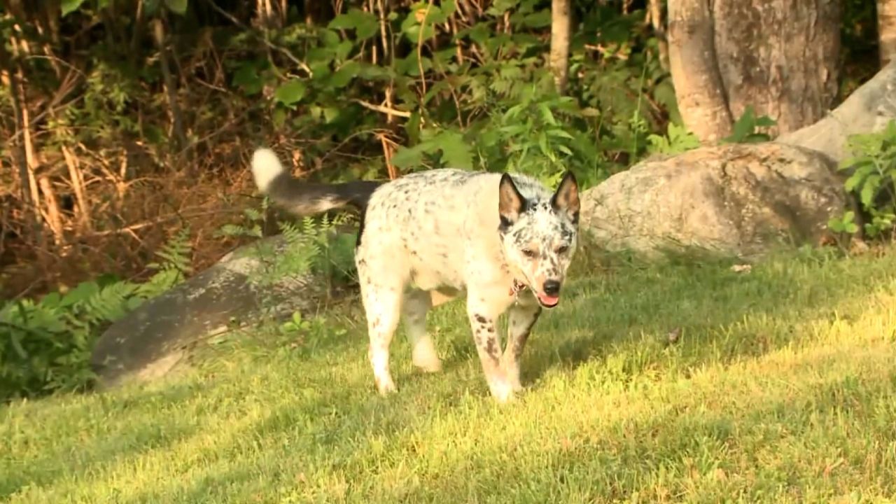 Lynn Kelly's dog, pictured in her backyard on Friday, June 30, 2023.