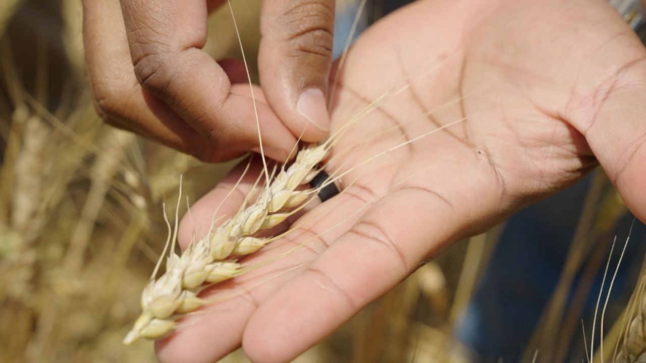 Haynie sostiene un trozo de trigo cultivado en el condado de Northumberland, Virginia.