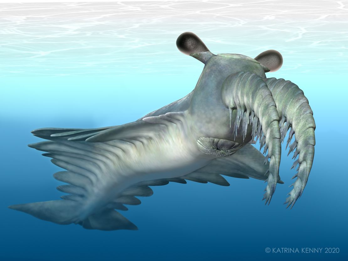 An artist's reconstruction of Anomalocaris canadensis is shown.