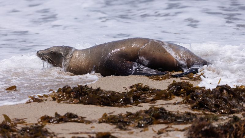 NextImg:Los Angeles officials urge beachgoers to stay away from poisoned sea lions amid Fourth of July celebrations | CNN