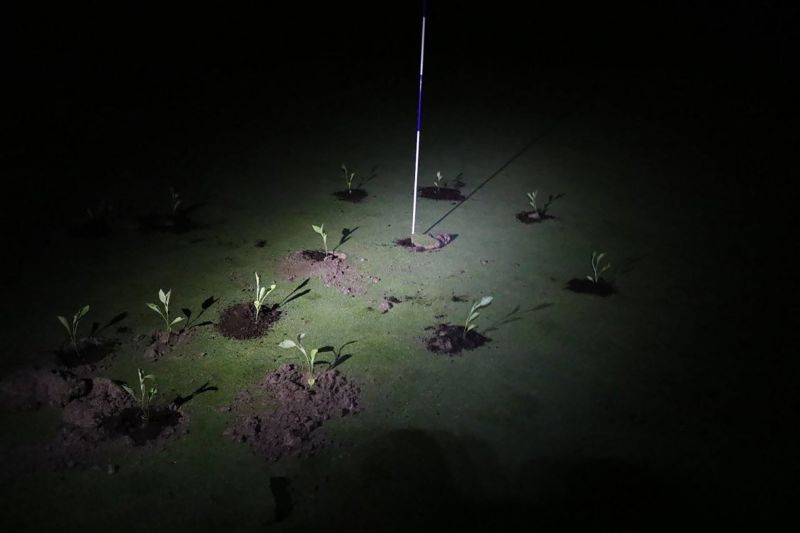 Climate Activists Block Golf Course Holes With Seedlings And Cement To ...