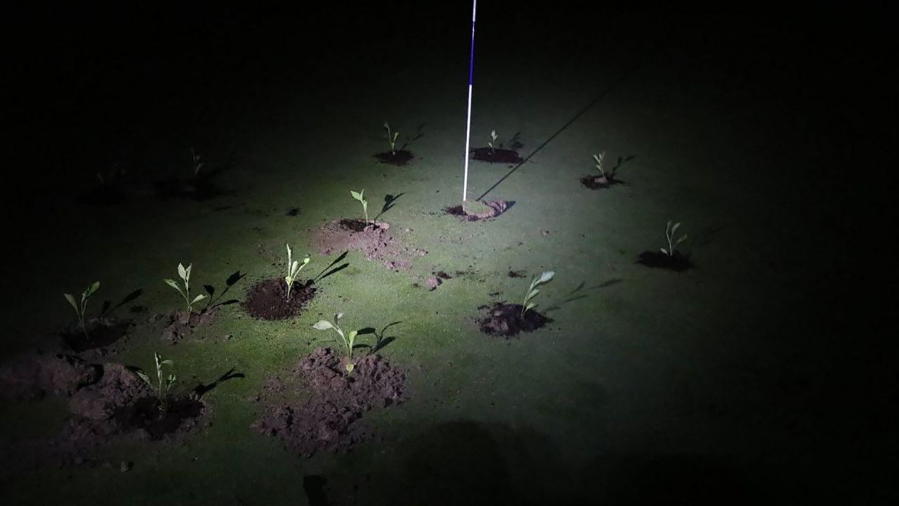 Seedlings planted by Extinction Rebellion climate activists on a golf course in Gorraiz, near Pamplona in a photograph released on July 2, 2023.