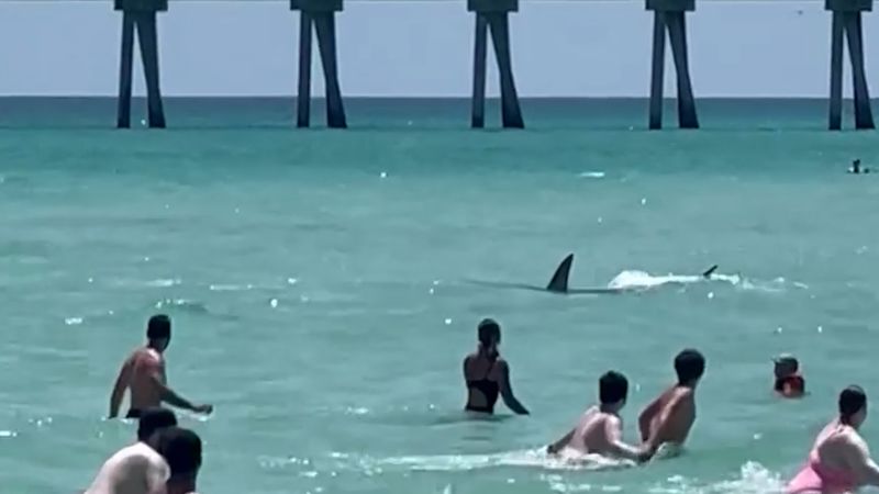 ‘Get out of the water!’: Video shows shark swimming near crowded beach | CNN