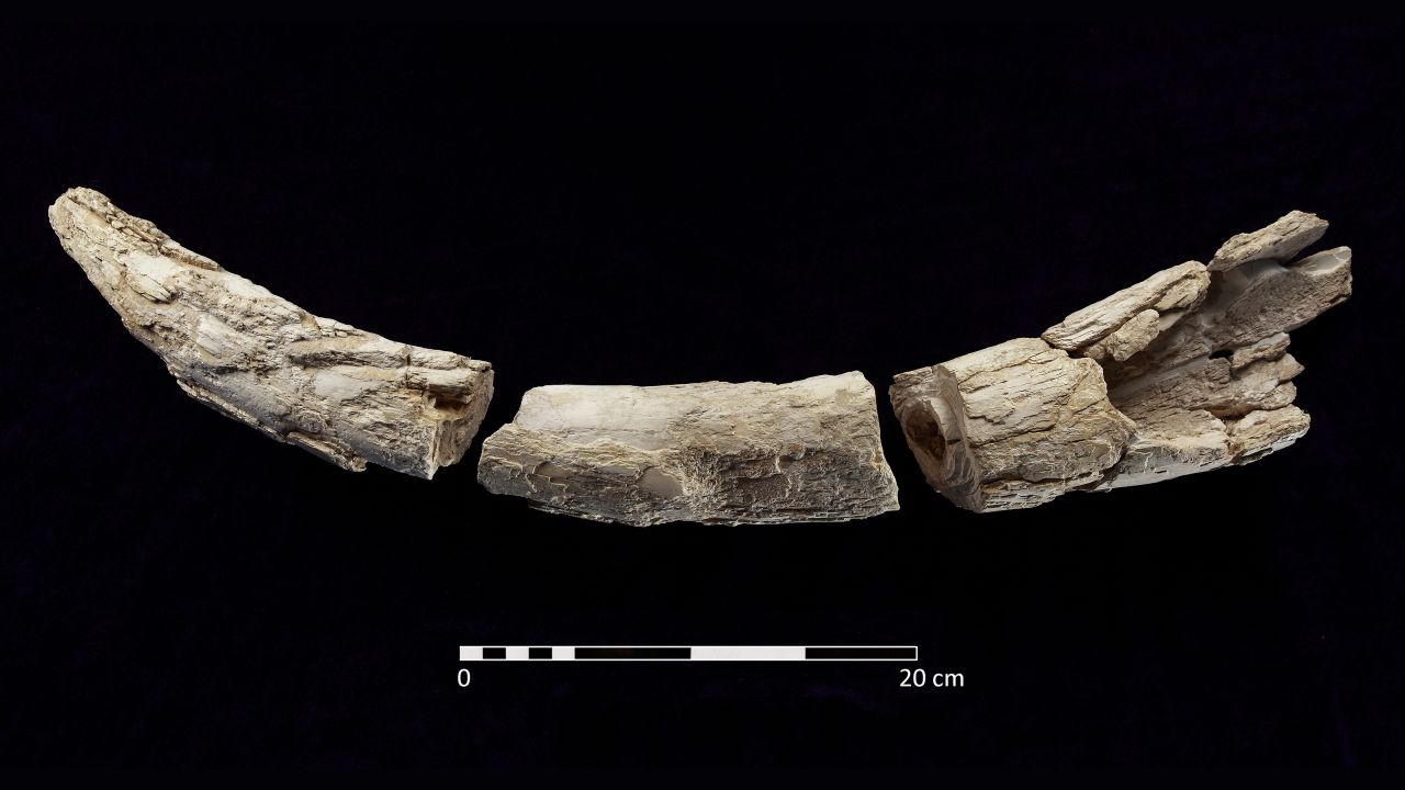 An elephant's tusk found in the grave indicated the woman may have traveled to faraway places.