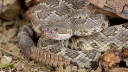 Portrait of a Southern Pacific Rattlesnake.