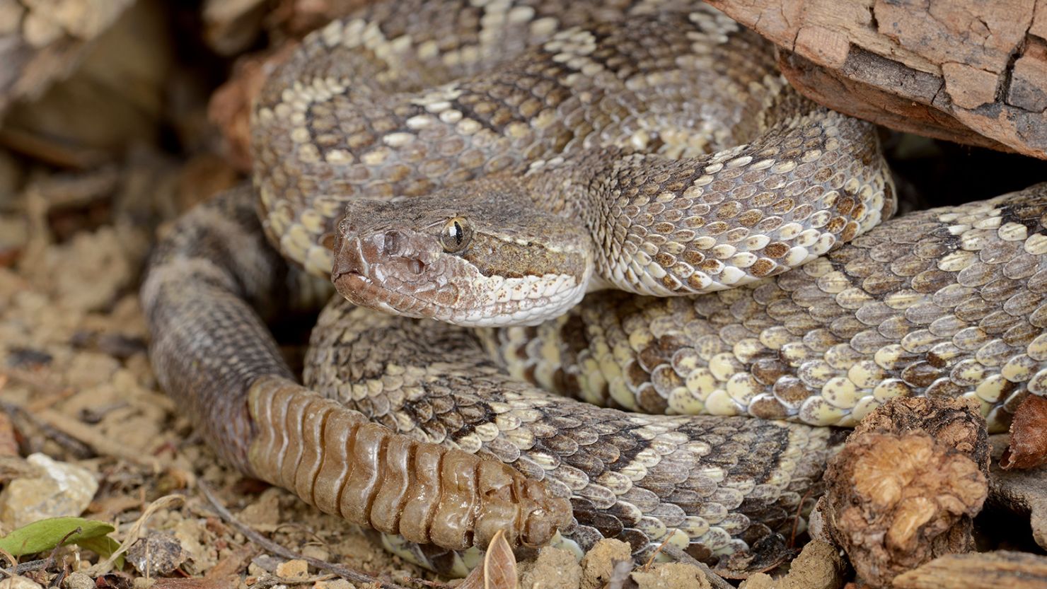 Snakes may comfort each other when stressed, new study finds