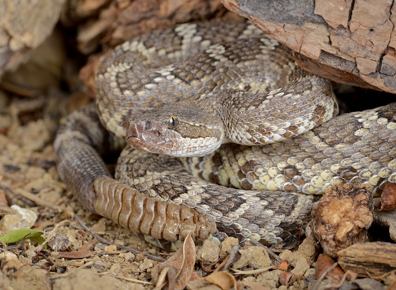 Snake Season: 7 Facts That Will Keep You Safe