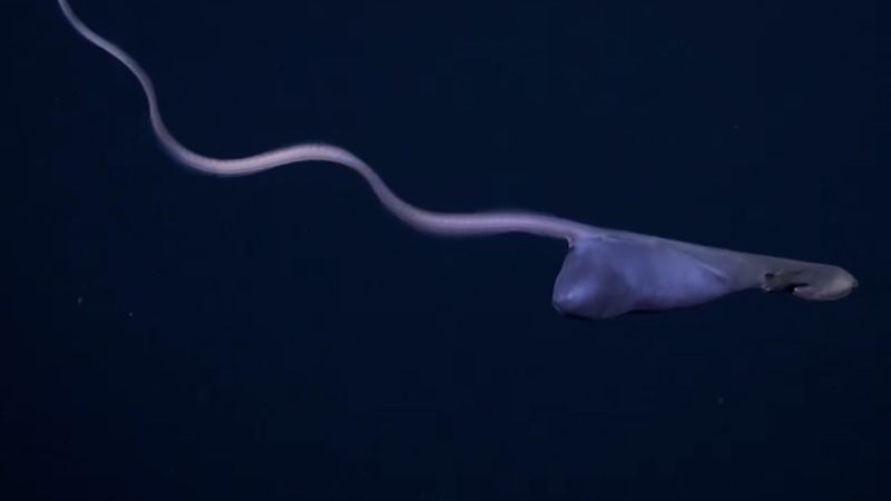 Rare deep-sea creature with engorged belly from recent meal spotted by  remote-operated submarine