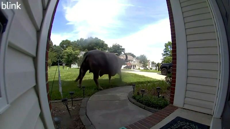 Video: Chinese water buffalos roam around a North Carolina neighborhood | CNN