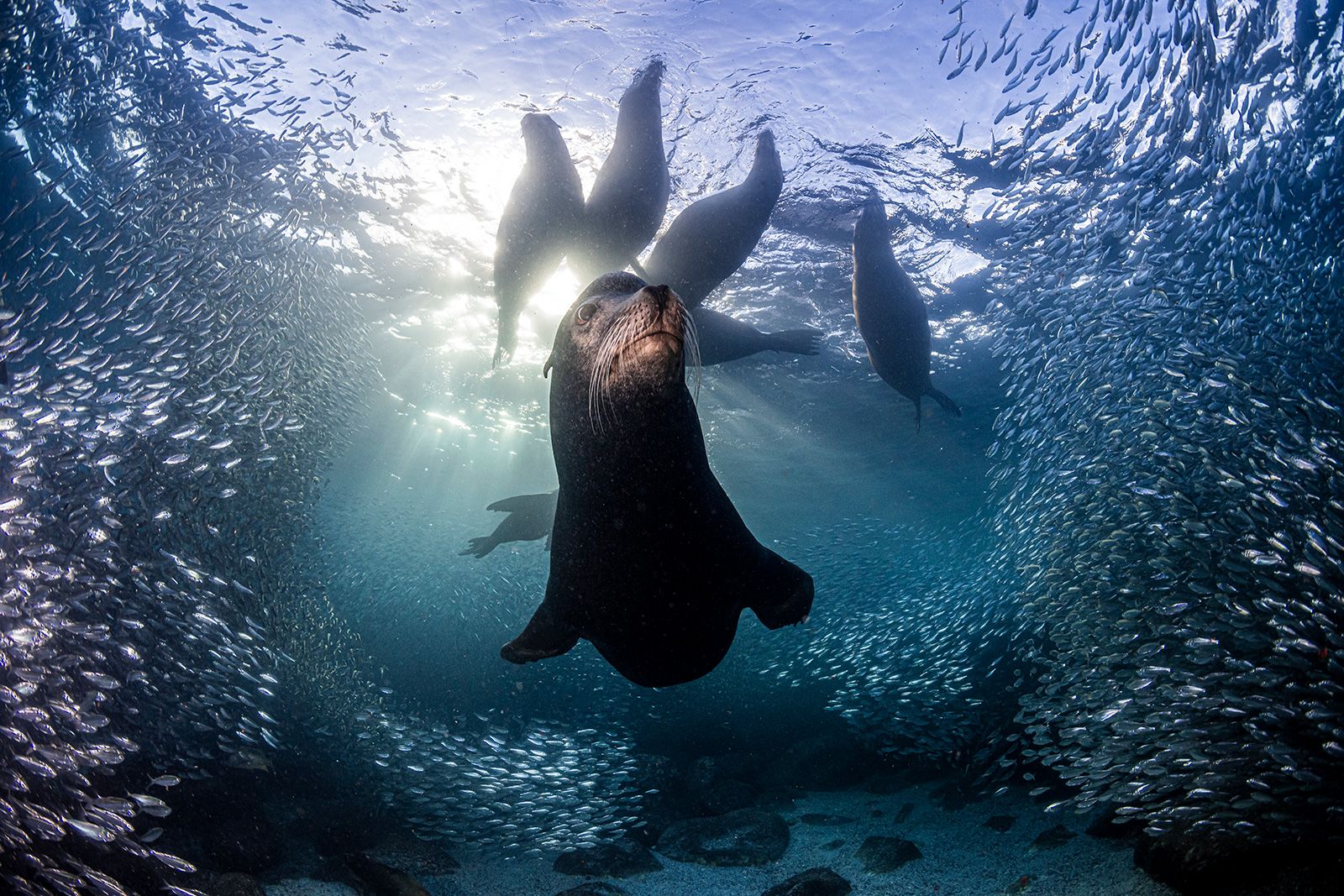 Pooping, splooting, spitting: How wild animals beat the heat