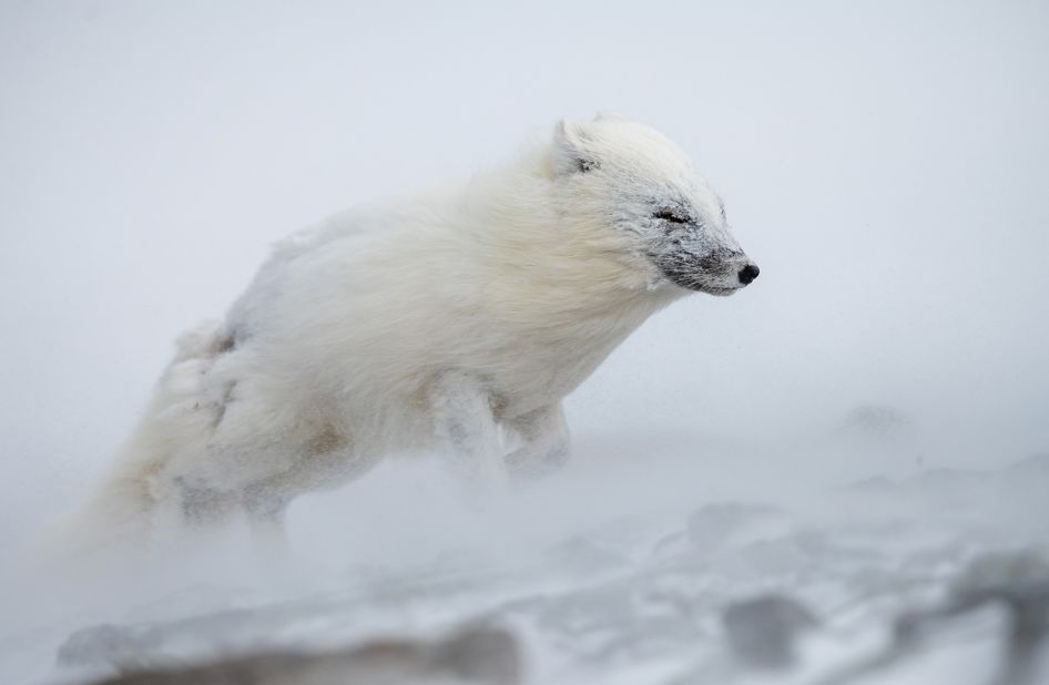 Prince Albert Ii Of Monaco Foundations Environmental Photography Award