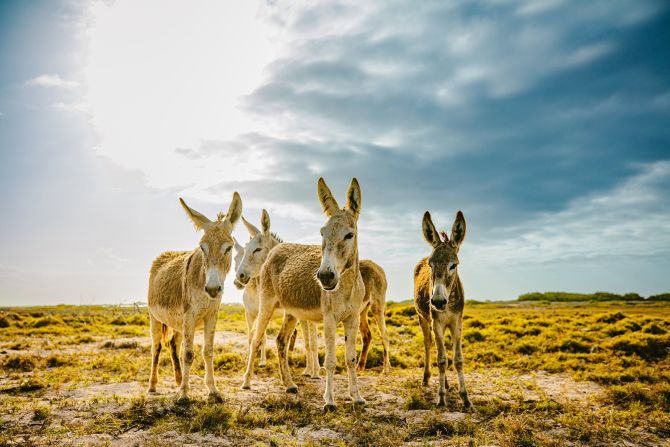 Bonaire: Why so many visitors want to move to this secret island | CNN