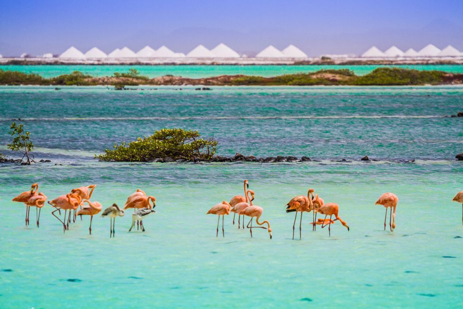 <strong>Flamingo sanctuary: </strong>The Pekelmeer Flamingo Sanctuary in southern Bonaire is not open to tourists, but visitors can watch them through binoculars.