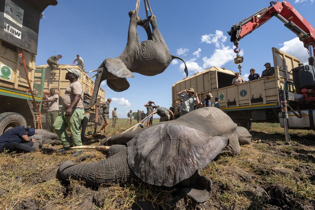 A photograph of elephants being transported between national parks in Malawi claimed first place in the “Change Makers: Reasons for Hope” category.