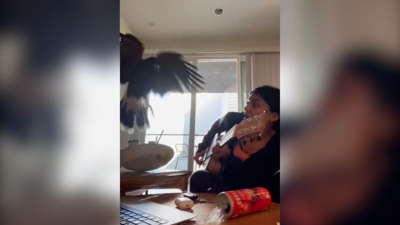Watch chaos as feisty dog defends owner from hawk | CNN