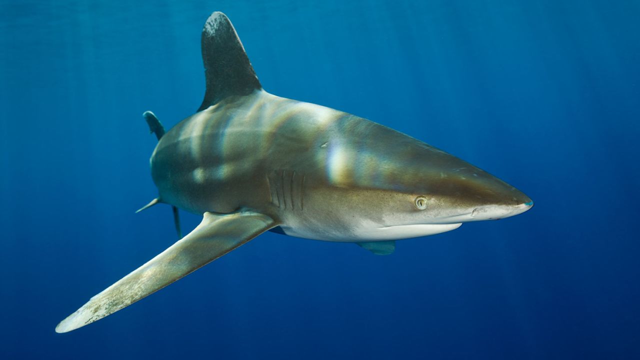 Listed as threatened under the Endangered Species Act, oceanic whitetip shark numbers in the Pacific Ocean have fallen an estimated 80 to 95% within the last 30 years, according to NOAA.