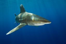 Listed as threatened under the Endangered Species Act, oceanic whitetip shark numbers in the Pacific Ocean have fallen an estimated 80 to 95% within the last 30 years, according to NOAA.