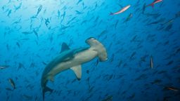 Vulnerable to bycatch and overfishing, scalloped hammerhead sharks are listed as endangered under the Endangered Species Act.