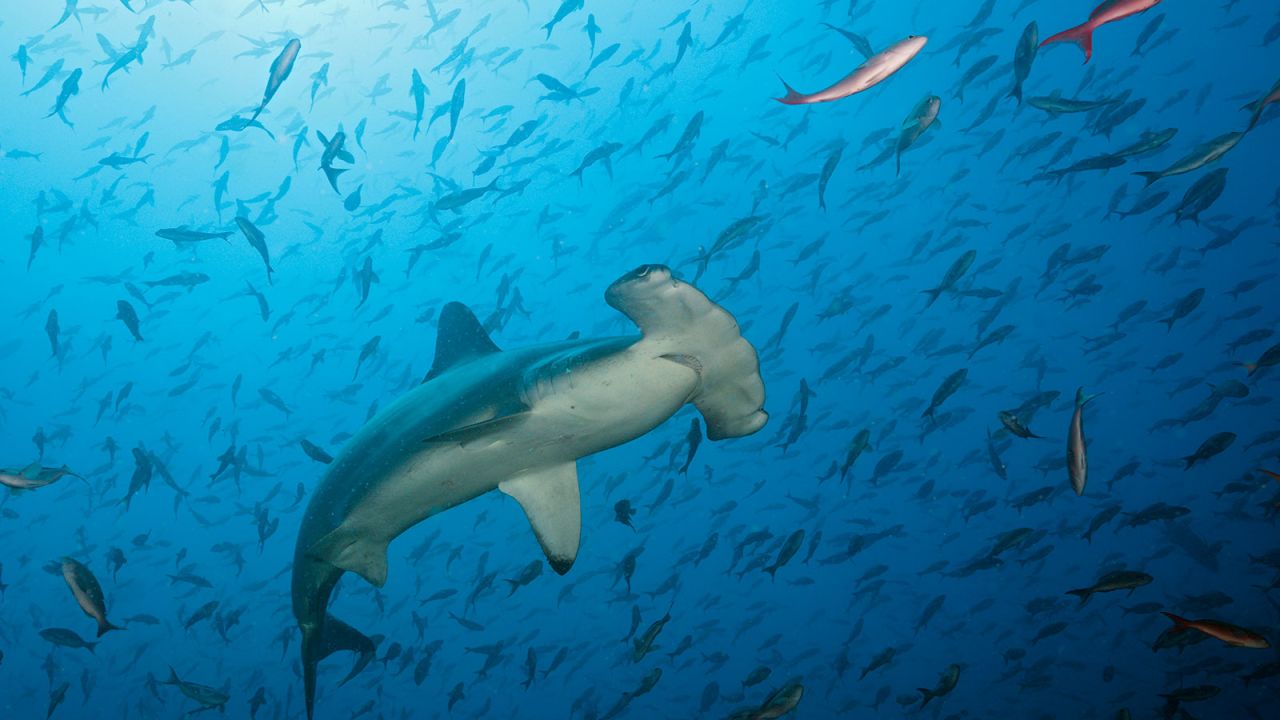 Vulnerable to bycatch and overfishing, scalloped hammerhead sharks are listed arsenic  endangered nether  the Endangered Species Act. 