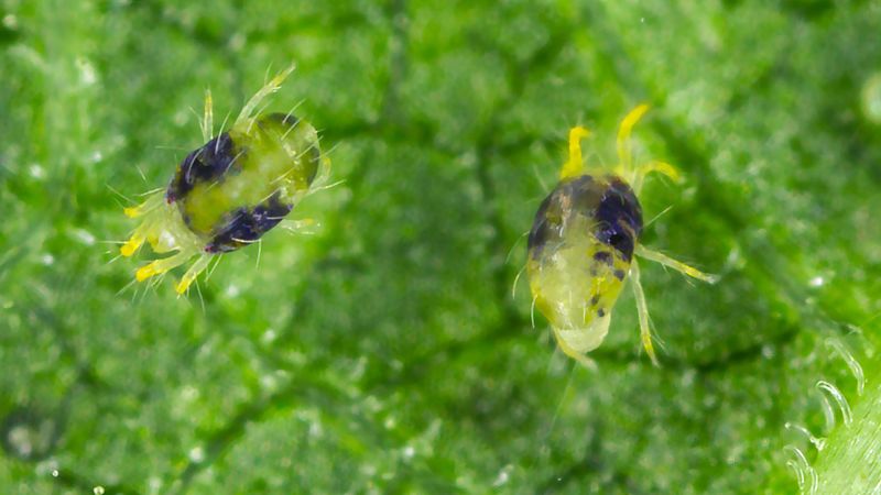 Spider mite males ‘undress’ their partners to mate ASAP | CNN