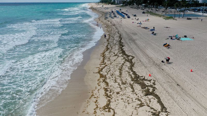 The huge blob of seaweed headed for Florida has shrunk by 75% | CNN