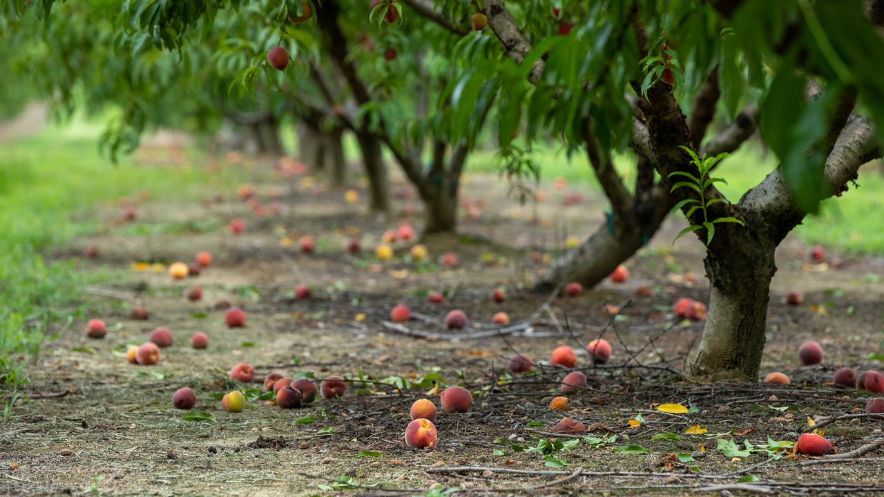 Fallen peaches from trees during a harvest in Reynolds, Georgia, US, on Friday, July 8, 2022. Despite their ubiquitous association with the state, peaches are no longer Georgia's biggest fruit crop. As temperatures rise, growers and researchers are working to ensure climate change doesn't kill the industry.